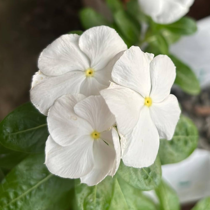 White Vinca flower seeds