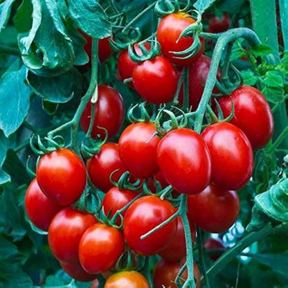 Cherry Tomato Seeds
