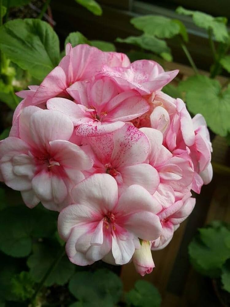 Light Pink flower seeds
