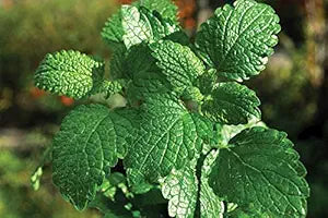 Mint Herb Seeds