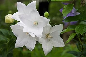 White Balloon flower seeds