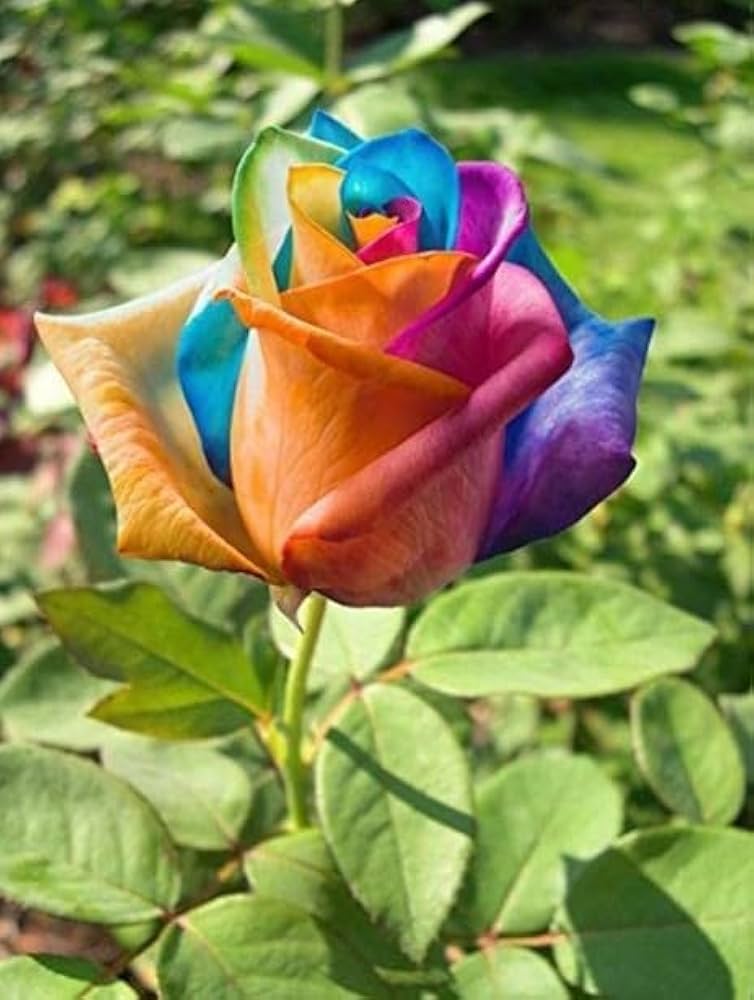 Mixed Color Rose Flower Seeds for Planting – Heirloom Non-GMO Garden Seeds