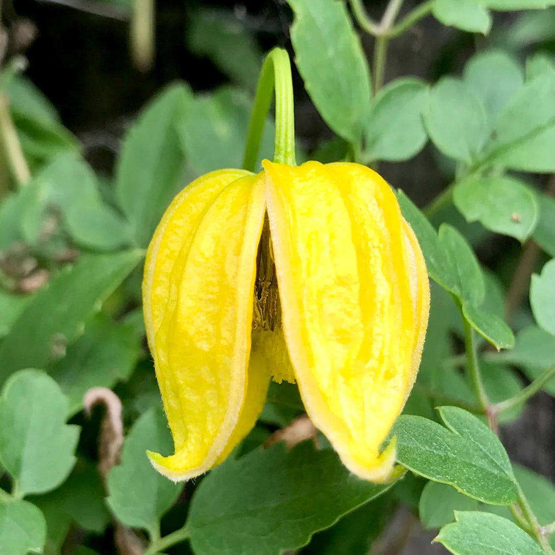 Yellow Tangutica flower seeds
