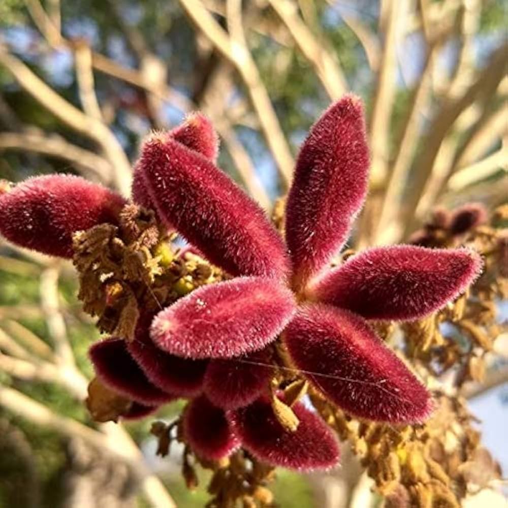 Sterculia Urens flower seeds