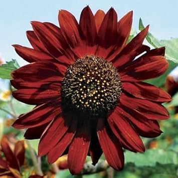 Maroon Sunflower flower seeds