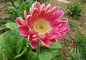 Pink Jamesonii flower seeds