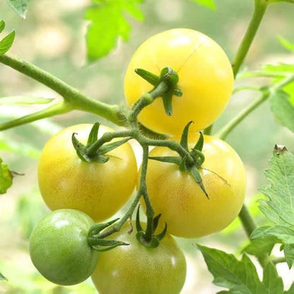 Yellow Tomato Vegetable Seeds for Planting – Heirloom Non-GMO Garden Seeds