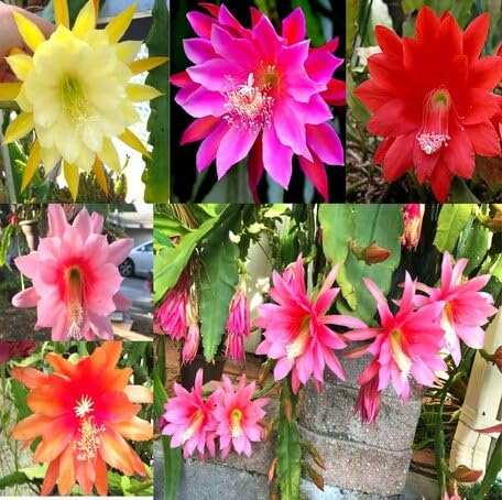 Mixed Epiphyllum Oxypetalum Flower - Heirloom, Non - Gmo Seeds