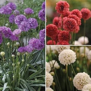 Joystick flower seeds