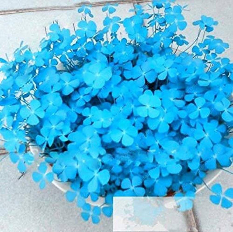 Blue and Green Clover Flower Seeds for Planting – Heirloom Non-GMO Garden Seeds