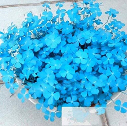 Blue and Green Clover Flower Seeds for Planting – Heirloom Non-GMO Garden Seeds
