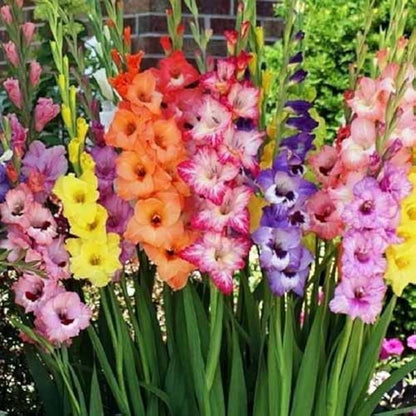 Perennial Gladiolus flower seeds