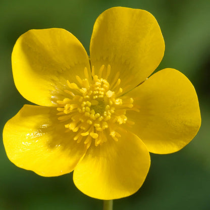 Meadow Buttercup flower seeds
