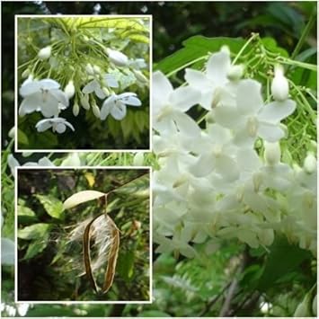 White Mok flower seeds