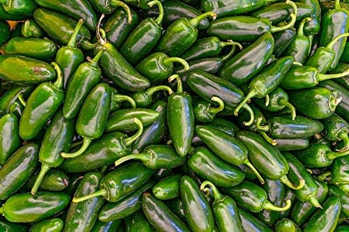 Jalapeno M Pepper Vegetable Seeds for Planting – Heirloom Non-GMO Garden Seeds