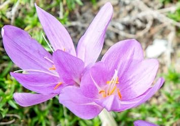 Light Pink flower seeds