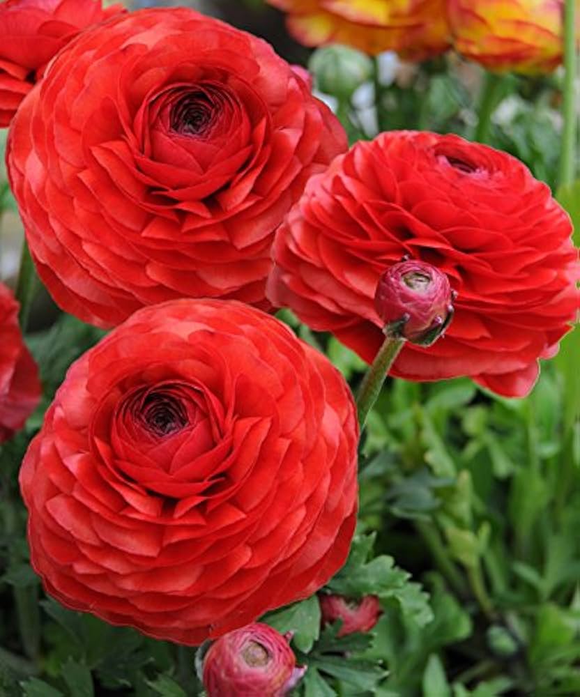 Ranunculus Perennial flower seeds