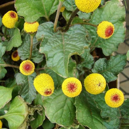 Yellow Red flower seeds