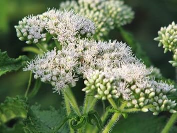 White Eupatorium flower seeds