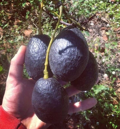 Cold Hardy Avocado Seeds for Planting – Heirloom Garden Seeds
