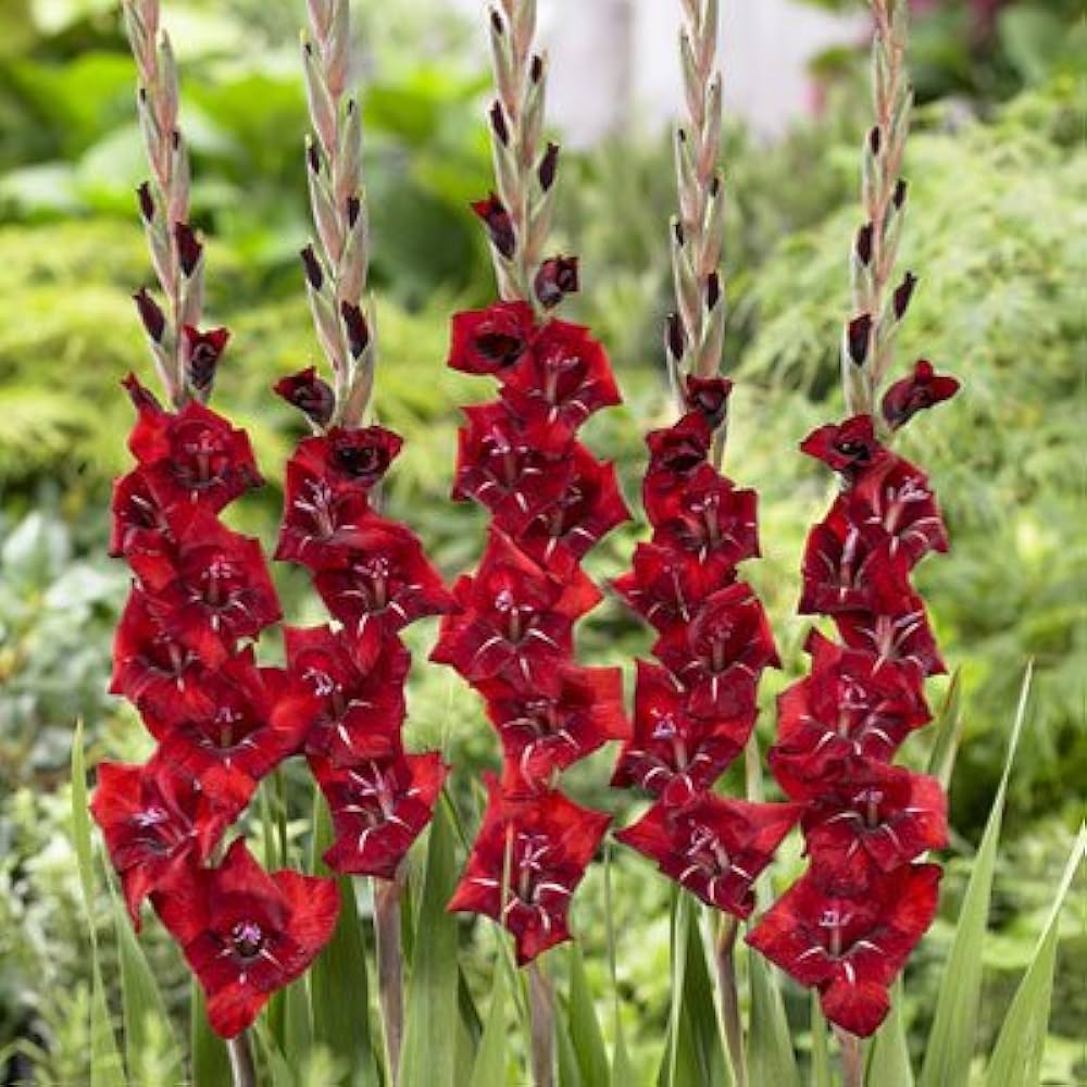Maroon Gladiolus flower seeds