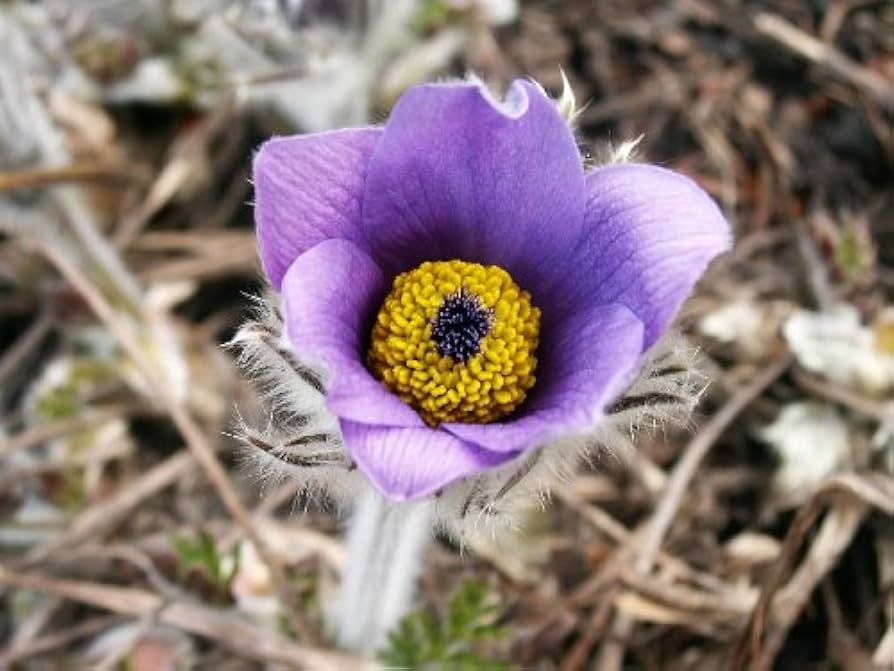Pasque Pulsatilla flower seeds