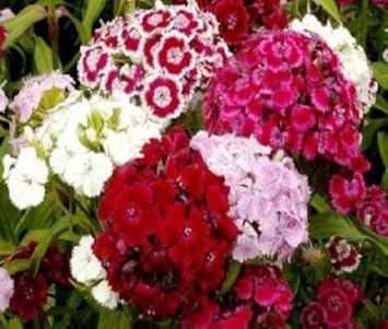 Williams flower seeds