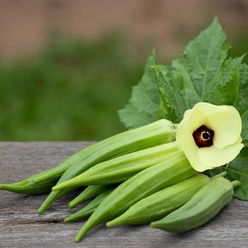 Okra Vegetable Seeds for Planting – Heirloom Non-GMO Garden Seeds