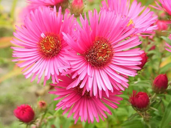 Aster Amellus flower seeds