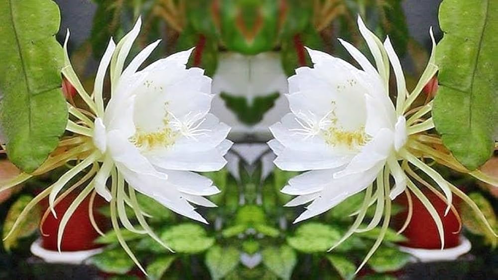 White Epiphyllum flower seeds