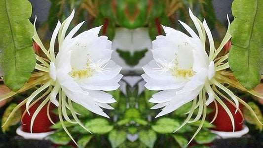 White Epiphyllum flower seeds