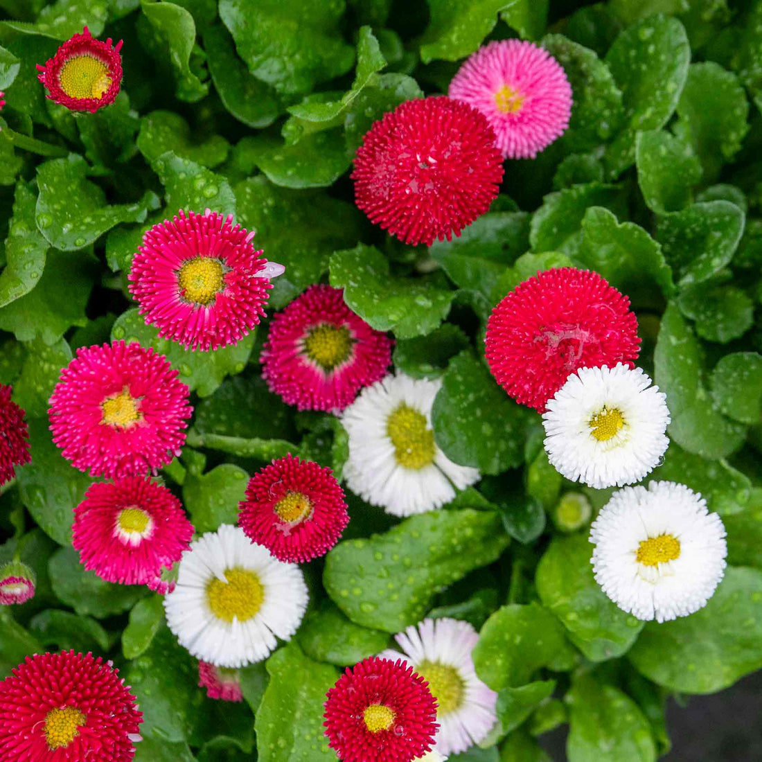Bellis Perennis flower seeds