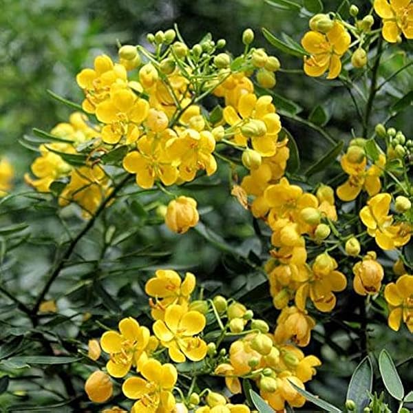 Bubble Senna flower seeds