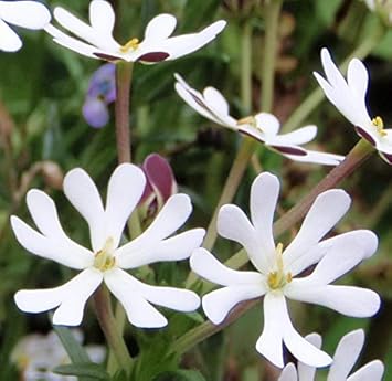 White Zaluzianskya flower seeds