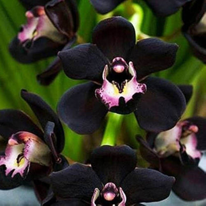 Black Orchid plant