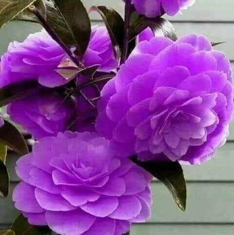 Purple Camellia plant