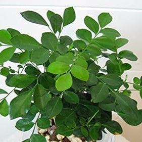Green Murraya flower seeds