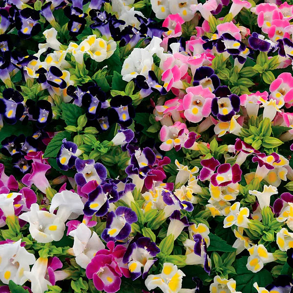 Torenia flower seeds