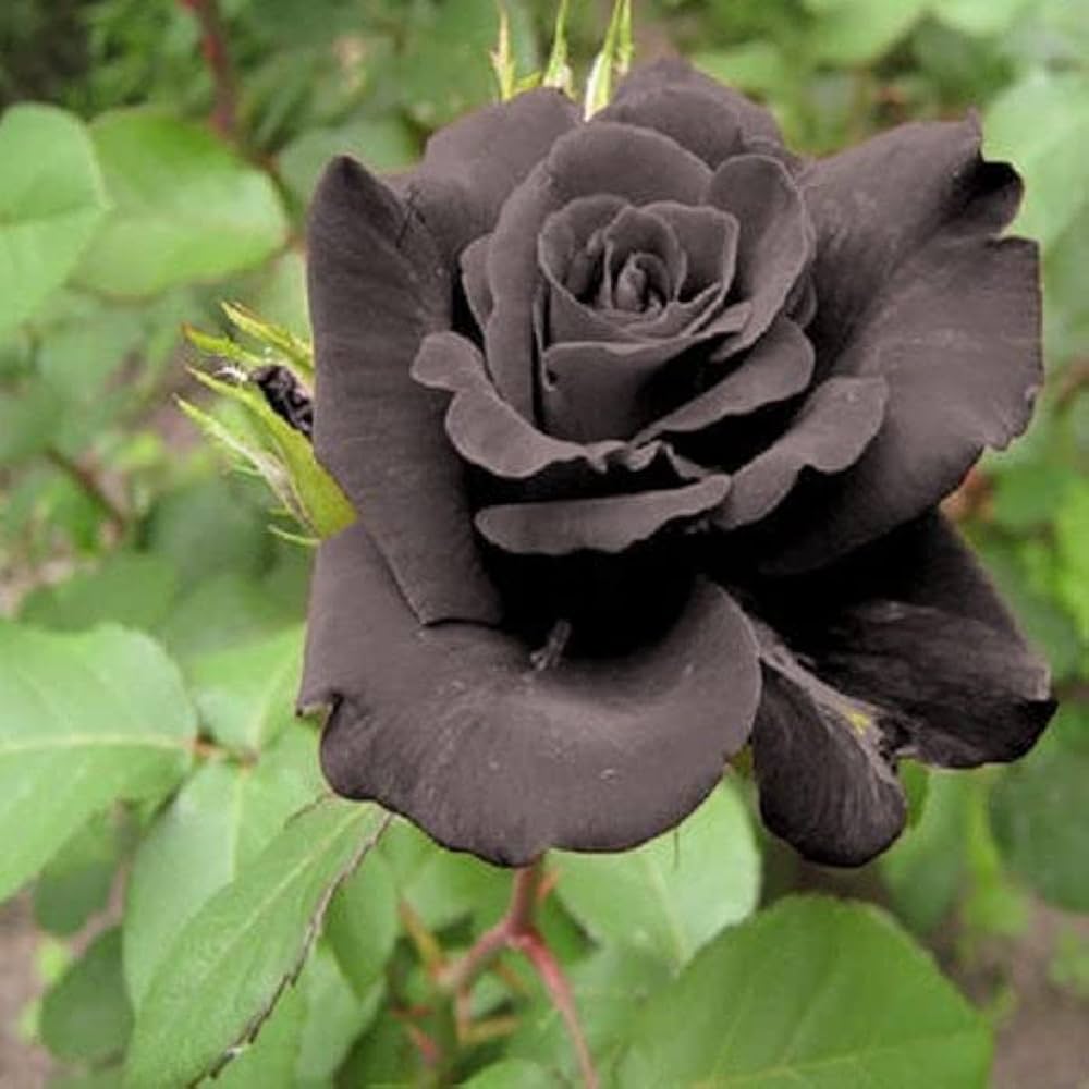 Black Dragon flower seeds