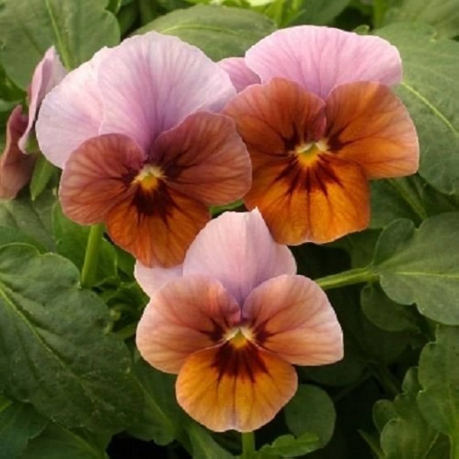 Lilac Glow flower seeds