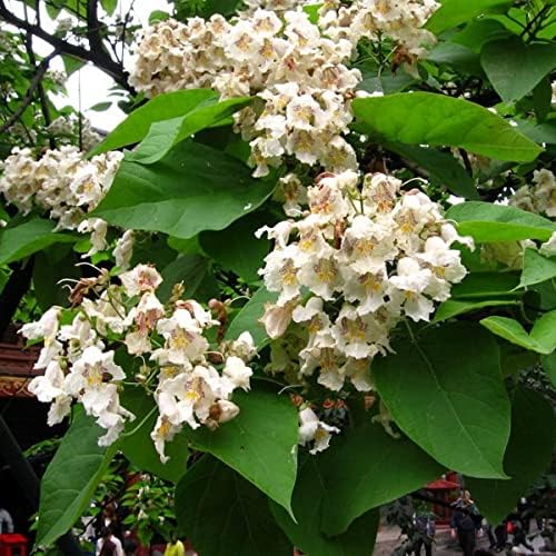 Catalpa flower seeds