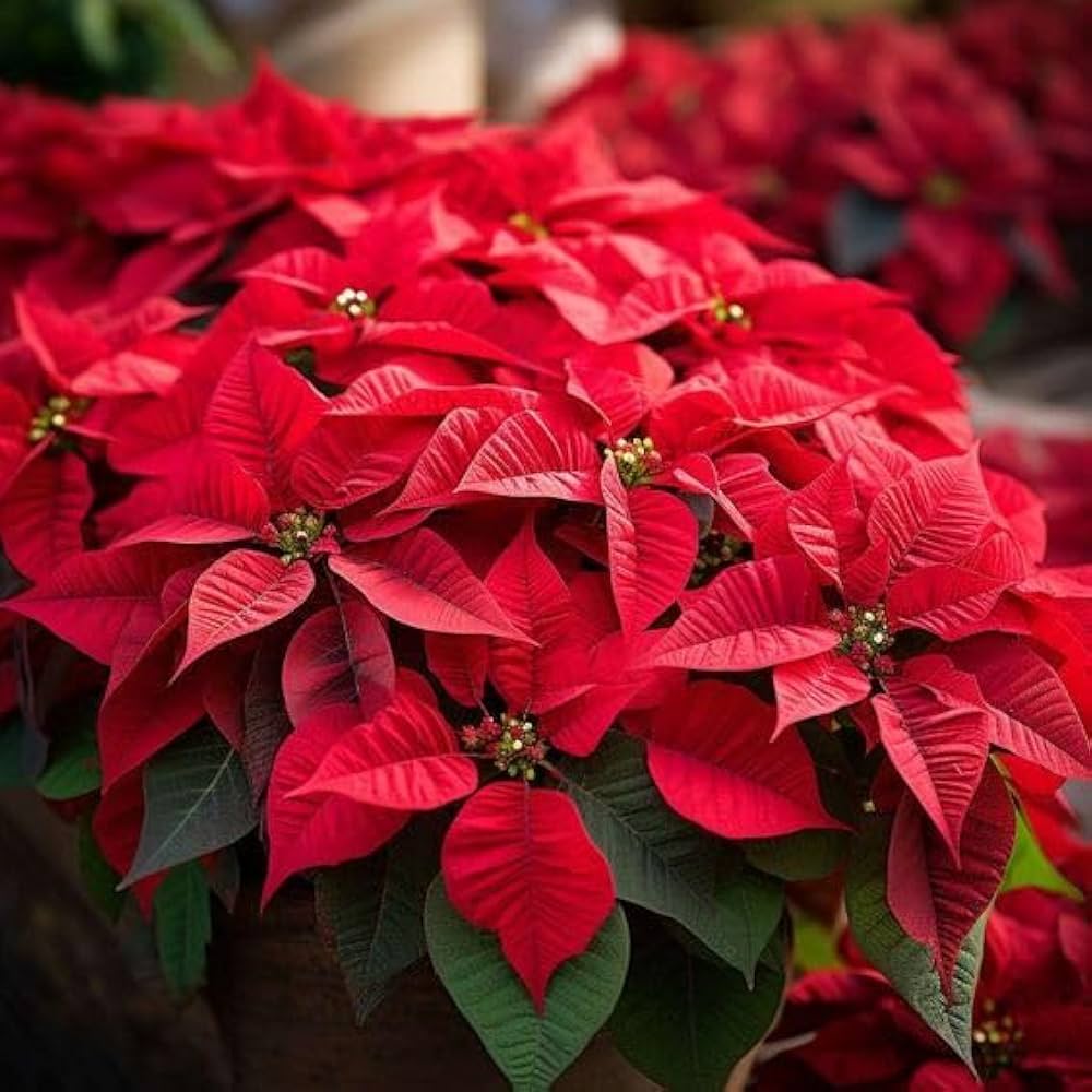 Poinsettia flower seeds