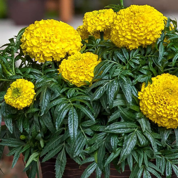 African Yellow Marigold plant