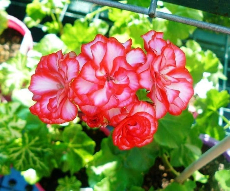 Geranium Flower Seeds for Planting – Heirloom Non-GMO Garden Seeds