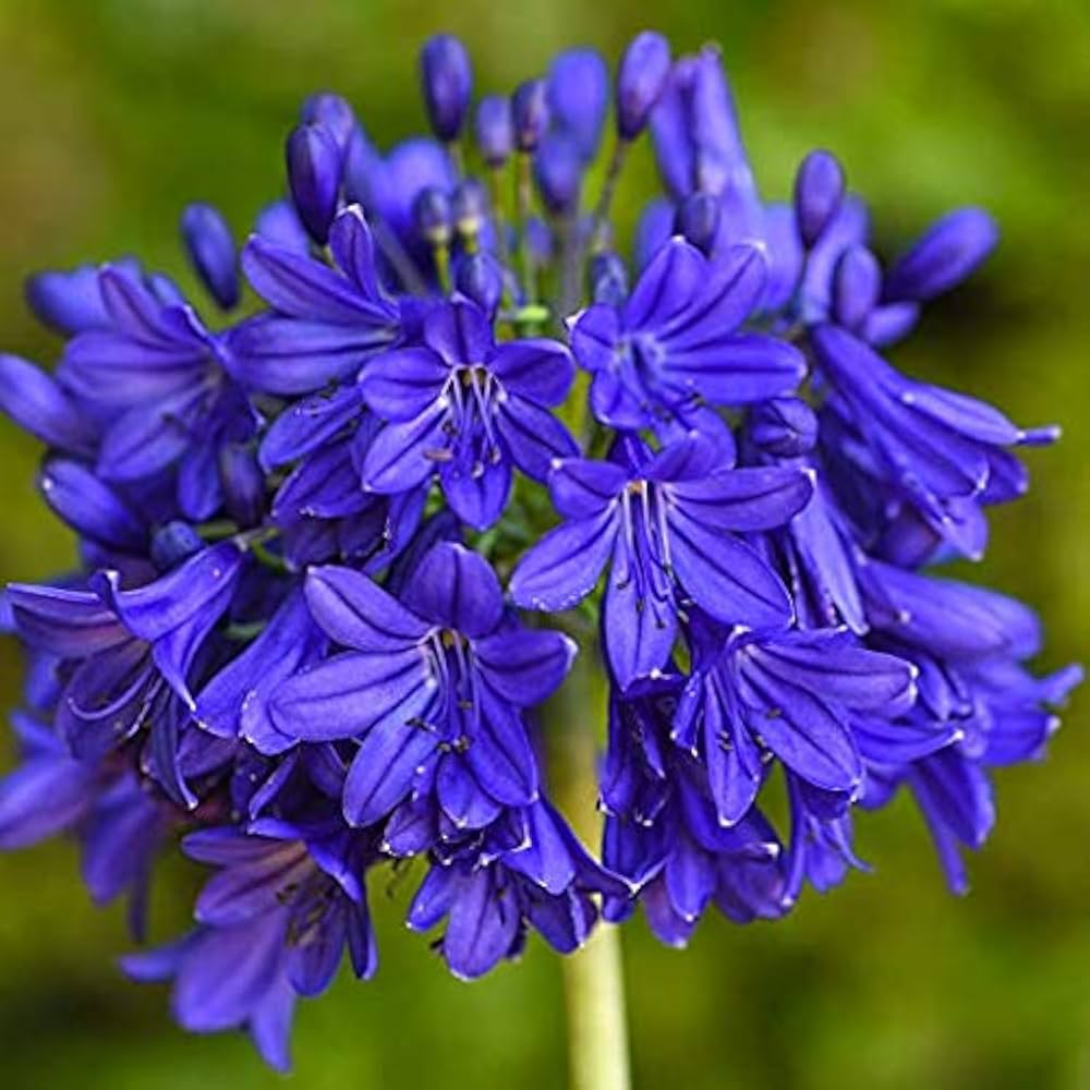 Blue Nile flower seeds