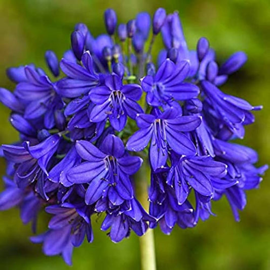 Blue Nile flower seeds