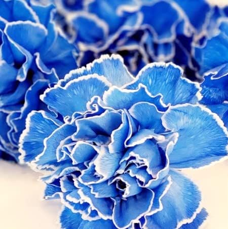 Dark Blue flower seeds