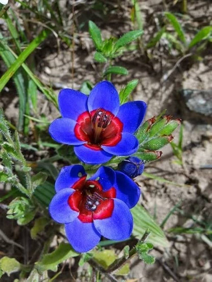 Blue Red flower seeds