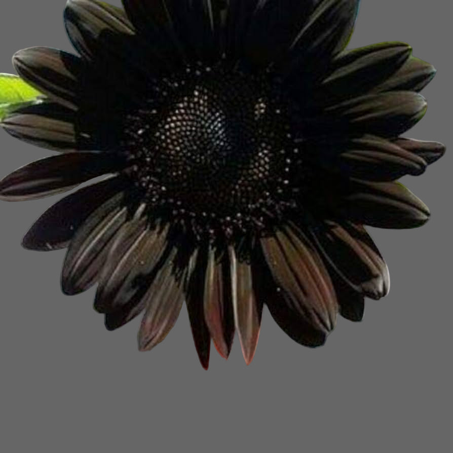 Black Sunflower plant
