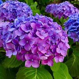 Blue And flower seeds